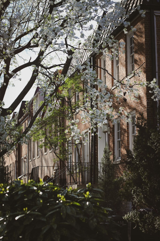 Brick townhouses and spring blossoms on a tree-lined residential street